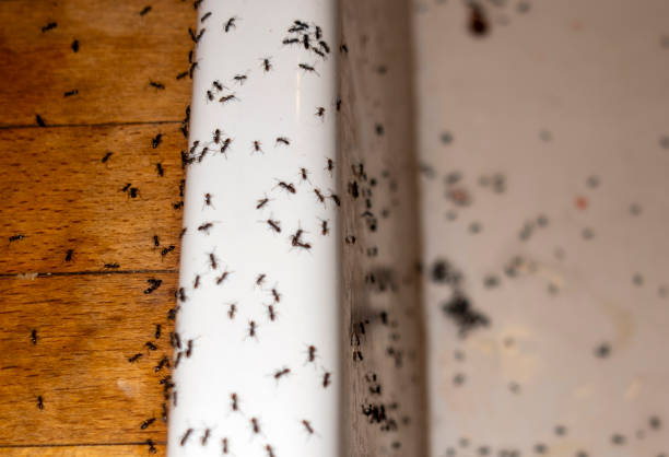 Best Wasp Removal Services  in Oakland, SC