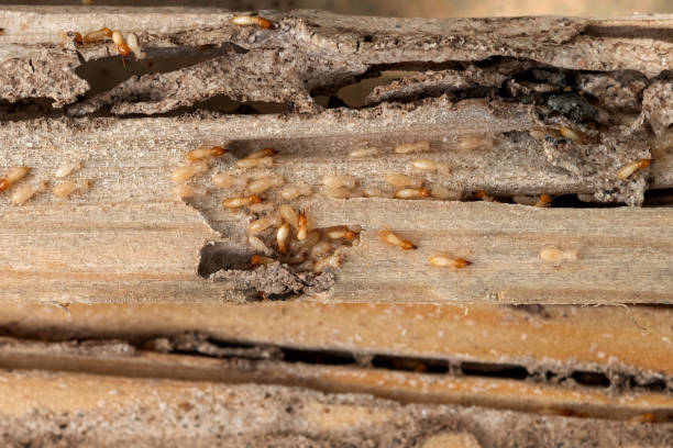  Oakland, SC Pest Control Pros